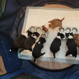 Basenji Puppies from Maererano Basenjis