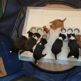 Basenji Puppies from Maererano Basenjis