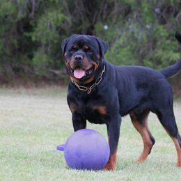 Mojo - Rottweiler