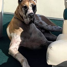 Great Dane Puppies from F&B Kennels