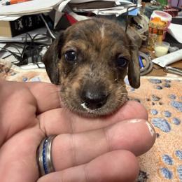 Dachshund Puppies from Witchy Woman’s Wiener’s