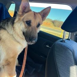 Sascha - German Shepherd