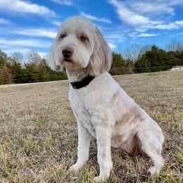 Butters - Aussiedoodle