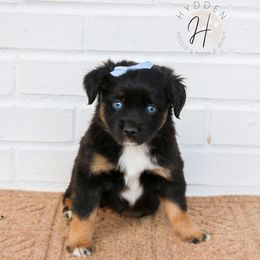 Miniature American Shepherd, Miniature Australian Shepherd, and Toy Australian Shepherd Puppies from Hydden Aussies
