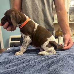 Orange boy - Liver roan male German Shorthaired Pointer puppy in Sylvania, Alabama from Turner’s Delightful Dachshund Farm & German Short Hair Pointers