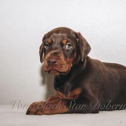 "B litter" Doberman Pinscher Puppies from Black Star Dobermans
