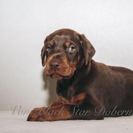"B litter" Doberman Pinscher Puppies from Black Star Dobermans