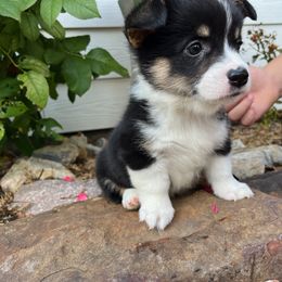 Pembroke Welsh Corgi Puppies from Rocky field Corgis