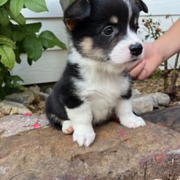 Pembroke Welsh Corgi Puppies from Rocky field Corgis