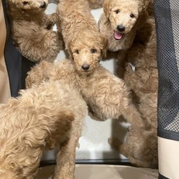 Poodle Puppies from Desert Horizon poodles