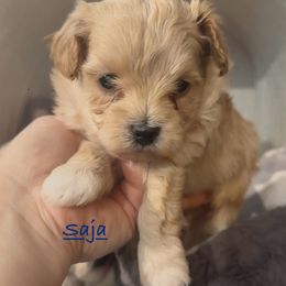 Saja - Apricot male Maltipoo puppy in Lake Ann, Michigan from Riyem Wildflower Farms