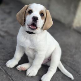 Tulip-brown - Chalk male Labradoodle puppy in Commerce City, Colorado from Playful Paws Labradoodles