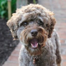 Reese - Australian Labradoodle