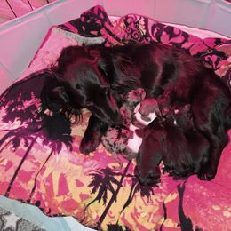 Dachshund Puppies from Mini Dachshund Loves