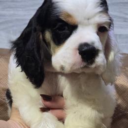 Lieutenant - Black white and tan male Cocker Spaniel puppy in Florence, South Carolina from Reddick's American Cocker Spaniels