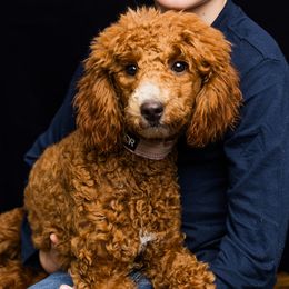Sadie - Poodle