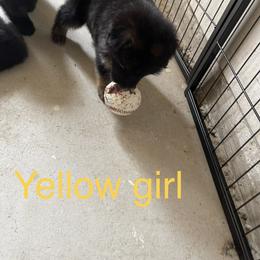 German Shepherd Puppies from Kimberly Philpott