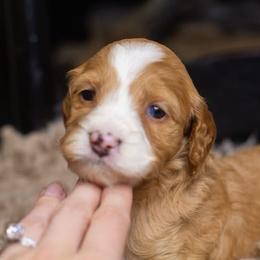 Ron - Red male Bernedoodle puppy in Tyner, Kentucky from Good Dog Doodles