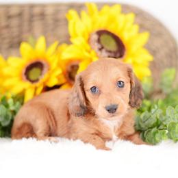 Gwen - Red female Dachshund puppy in Neosho, Missouri from Tinker Toy Doxies