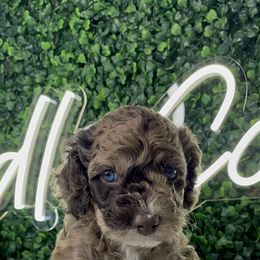 Cockapoo Puppies from Doodle Corner