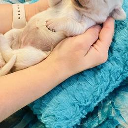 Golden Retriever Puppies from English Cream Goldens in Georgia