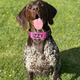 Izzy - German Shorthaired Pointer