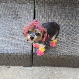 Precious - Yorkshire Terrier