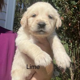 Lime - Light golden female Golden Retriever puppy in Jesup, Georgia from Painted Platinum Retrievers (Painted Platinum Kennel) PPK