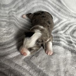Miniature Australian Shepherd and Toy Australian Shepherd Puppies from Cherry Grove Kennel