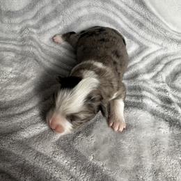 Miniature Australian Shepherd and Toy Australian Shepherd Puppies from Cherry Grove Kennel