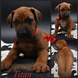 Cane Corso and Rhodesian Ridgeback Puppies from Diamondcrest Farms Inc