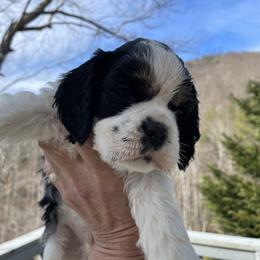 Rex - Black white and tan male Cocker Spaniel puppy in Sautee Nacoochee, Georgia from Candy's Cockers