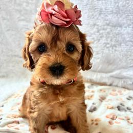 Kanga - Red female Cockapoo puppy in Adrian, Oregon from ApplebyFarm