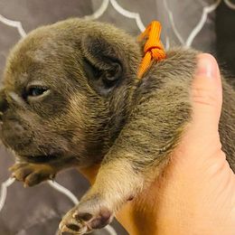 Girl 5 - French Bulldog puppy in Elyria, Ohio from NE Ohio Frenchies