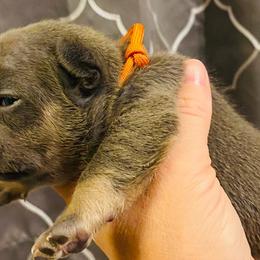 Girl 5 - French Bulldog puppy in Elyria, Ohio from NE Ohio Frenchies