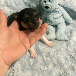 Scottie Scheffler - Black white and tan male Rat Terrier puppy in Atlanta, Texas from CaliRats Rat Terriers