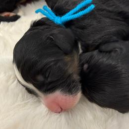 Punch - Tri-color female Bernedoodle puppy in Hegins, Pennsylvania from Bubbling Springs Doodles, LLC