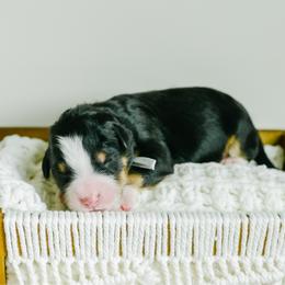 Cedar - male Australian Mountain Doodle puppy in Spanish Fork, Utah from K Brand Doodles