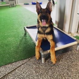 German Shepherd Puppies from Shepherds of the Hundred Acres