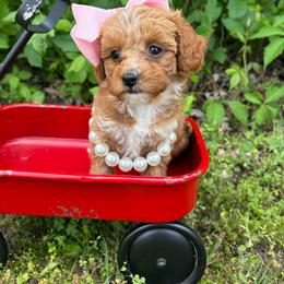 Purple collar - Red  female Goldendoodle puppy in Calico Rock, Arkansas from Cottrell’s Poodles & Doodles