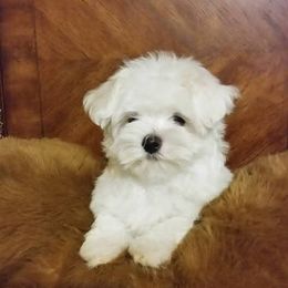 Mal-Shi and Maltese Puppies from Austin Maltese Babies