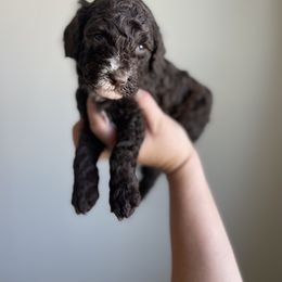 Goldendoodle and Golden Retriever Puppies from Goldie Locks Golden Retrievers & Doodles