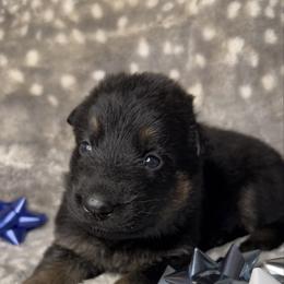 Green color - Bi-color female German Shepherd puppy in Marion, Ohio from Legacy K9’s