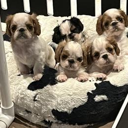 Casper - Red and white female English Toy Spaniel puppy in Bloomington, Indiana from Clussexx Kennels