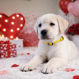 Arrow - Yellow male Labrador Retriever puppy in Sweet Home, Oregon from Knotty Creek Labradors
