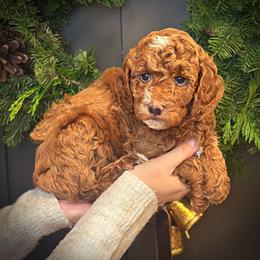 Orange Collar Boy - Red  male Poodle puppy in Modesto, California from Dry Creek Poodles