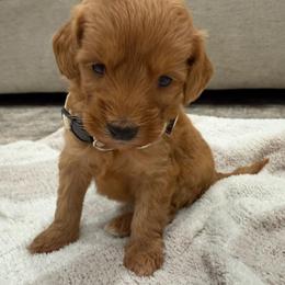 Crème collar - Apricot female Goldendoodle puppy in Ridgewood, New Jersey from Jessie’s Doodles