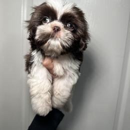 Duke - Chocolate male Shih Tzu puppy in California from Fairy Tails Shih Tzus CA