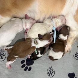Girl 2 - Piebald female Dachshund puppy in Pulaski, Tennessee from Billboard Doxies