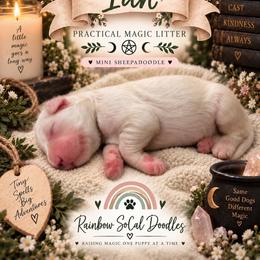 Ian - White male Sheepadoodle puppy in Moreno Valley, California from Rainbow SoCal Doodles